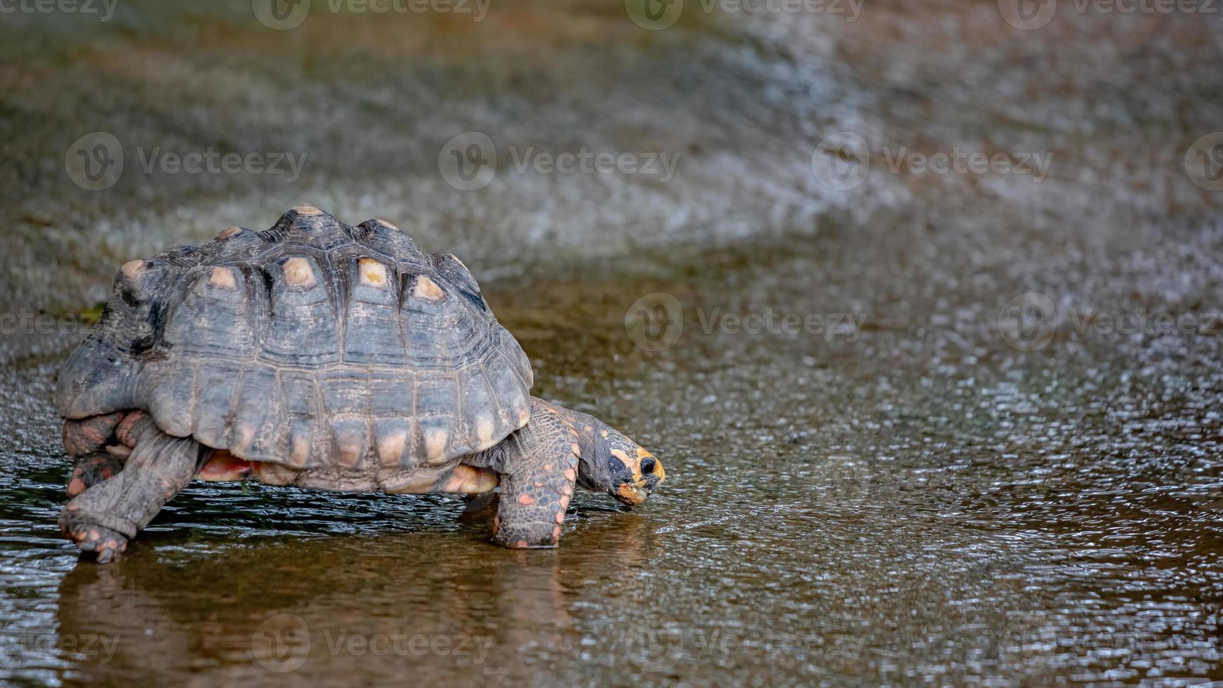 Braziliaanse reuzenschildpad foto