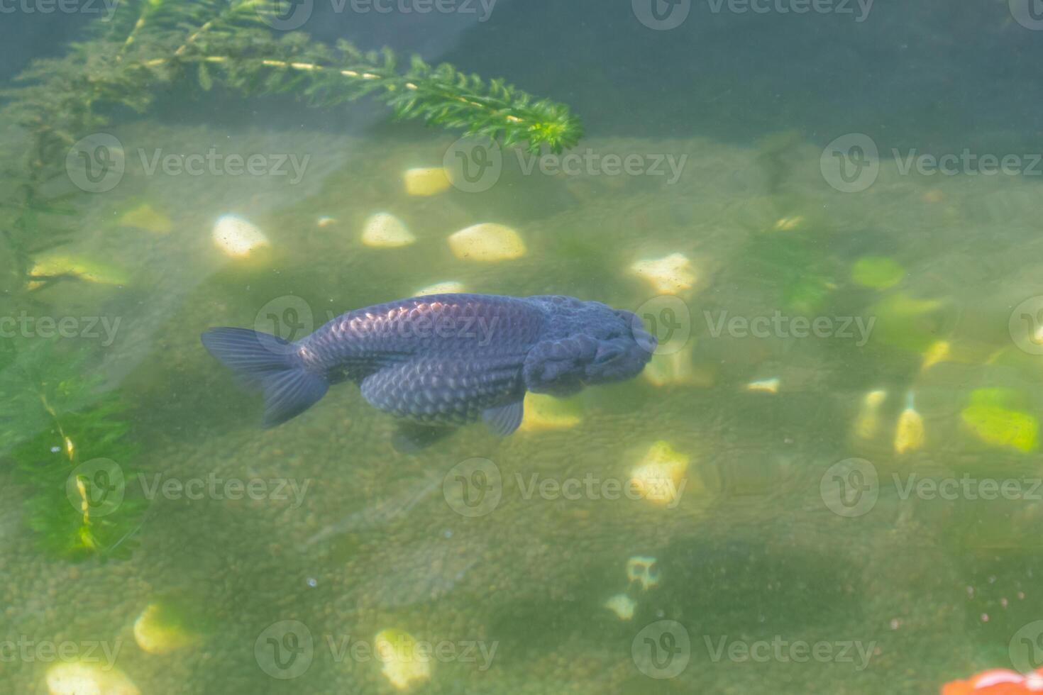 goudvis in aquarium vis vijver dichtbij omhoog foto