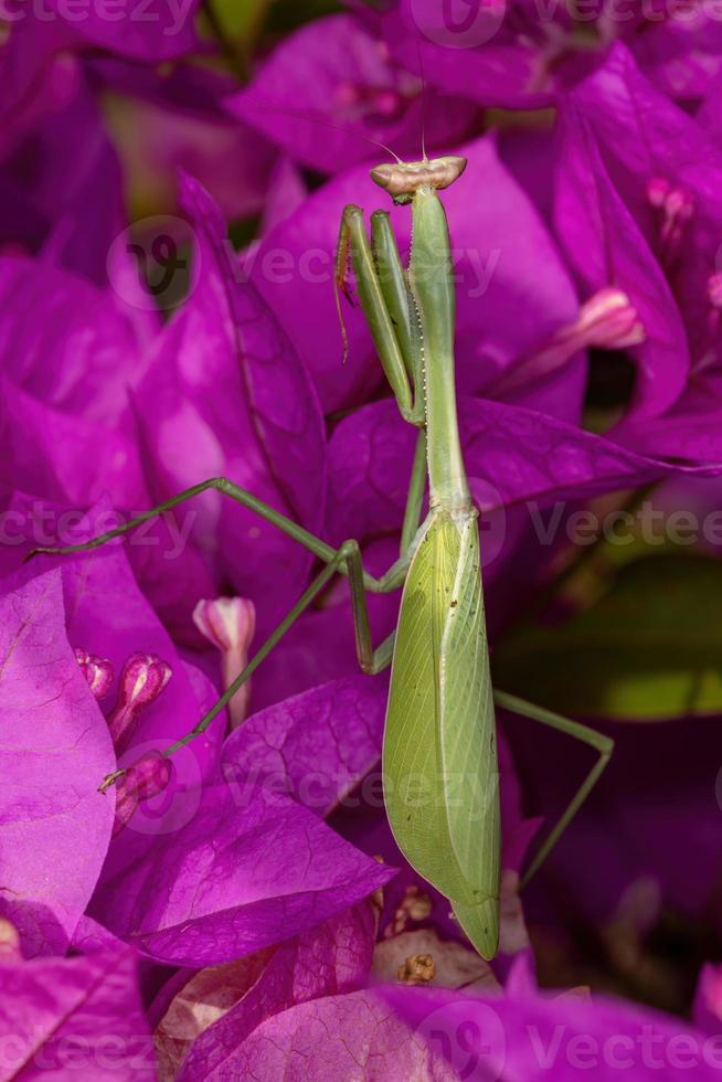 volwassen vrouwelijke bidsprinkhaan van het geslacht oxyopsis op een roze bloem foto