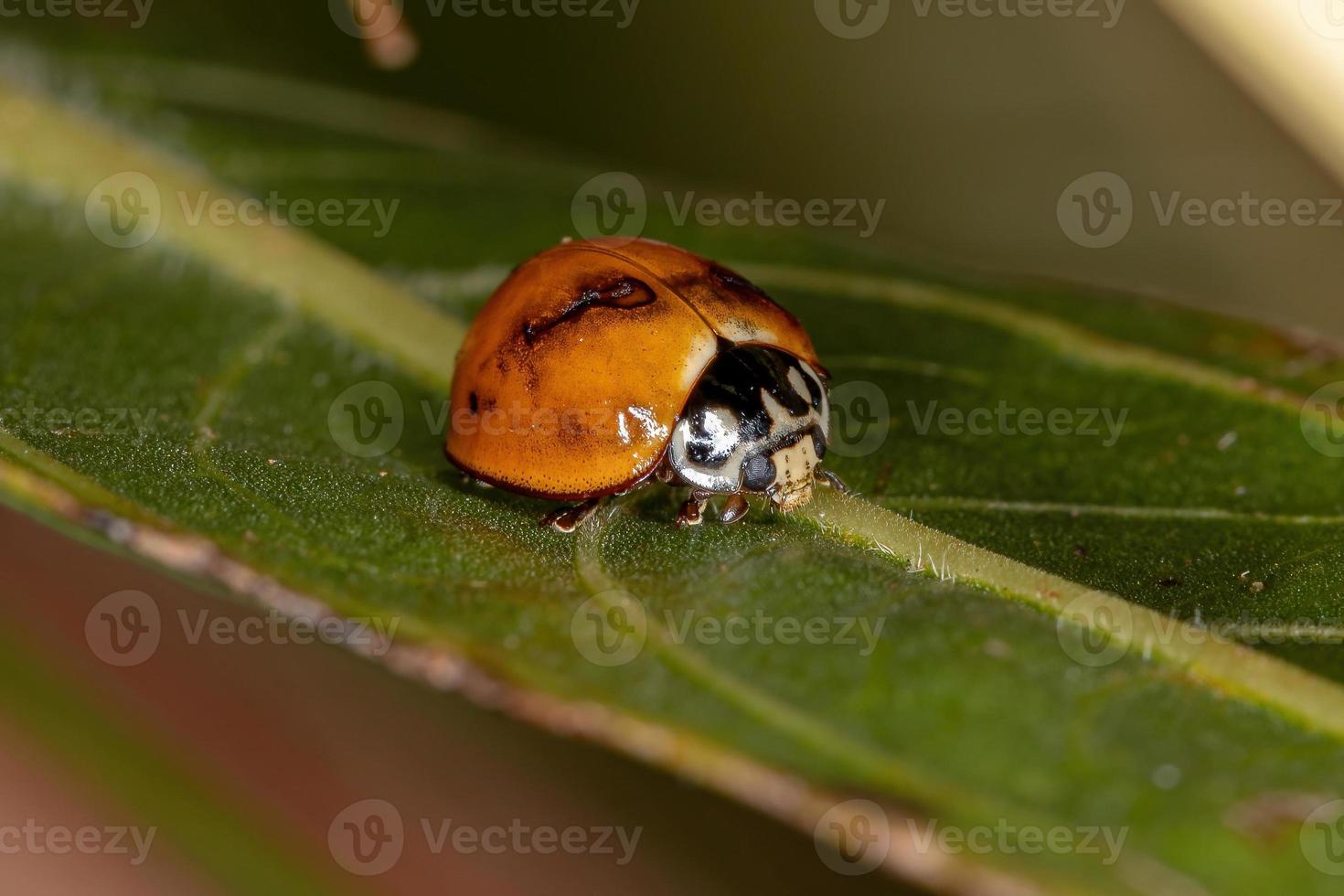 volwassen smetteloze lieveheersbeestje foto