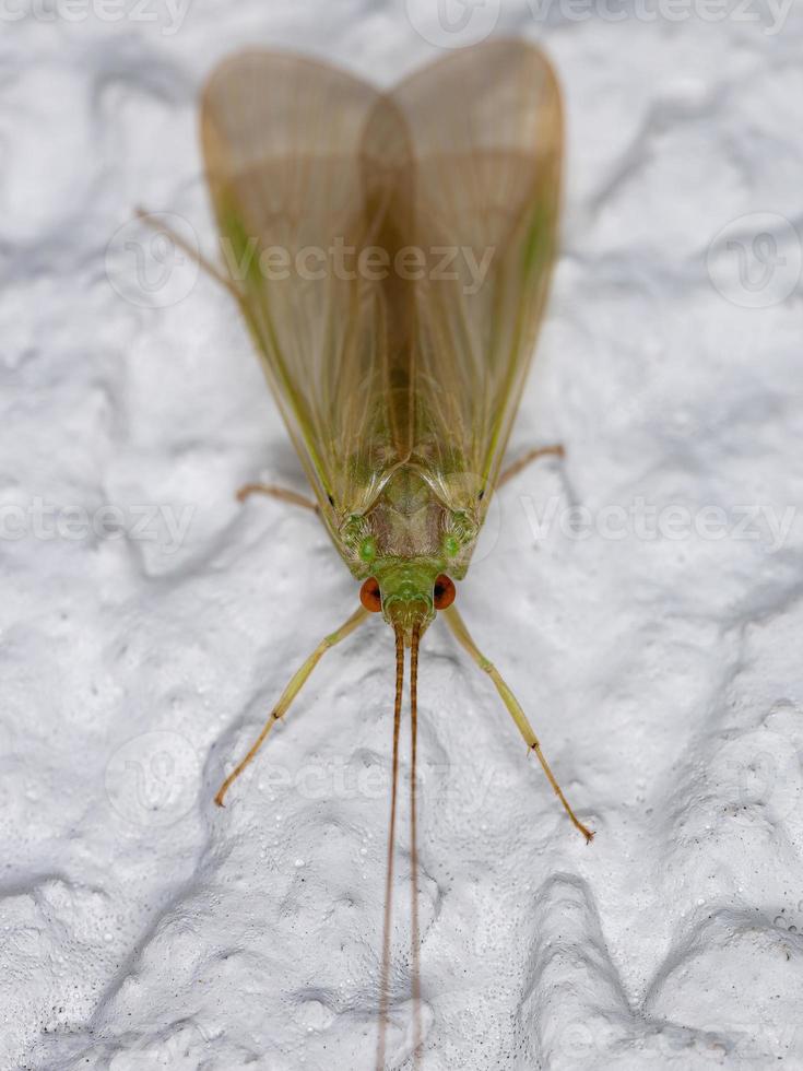volwassen groene caddisfly foto
