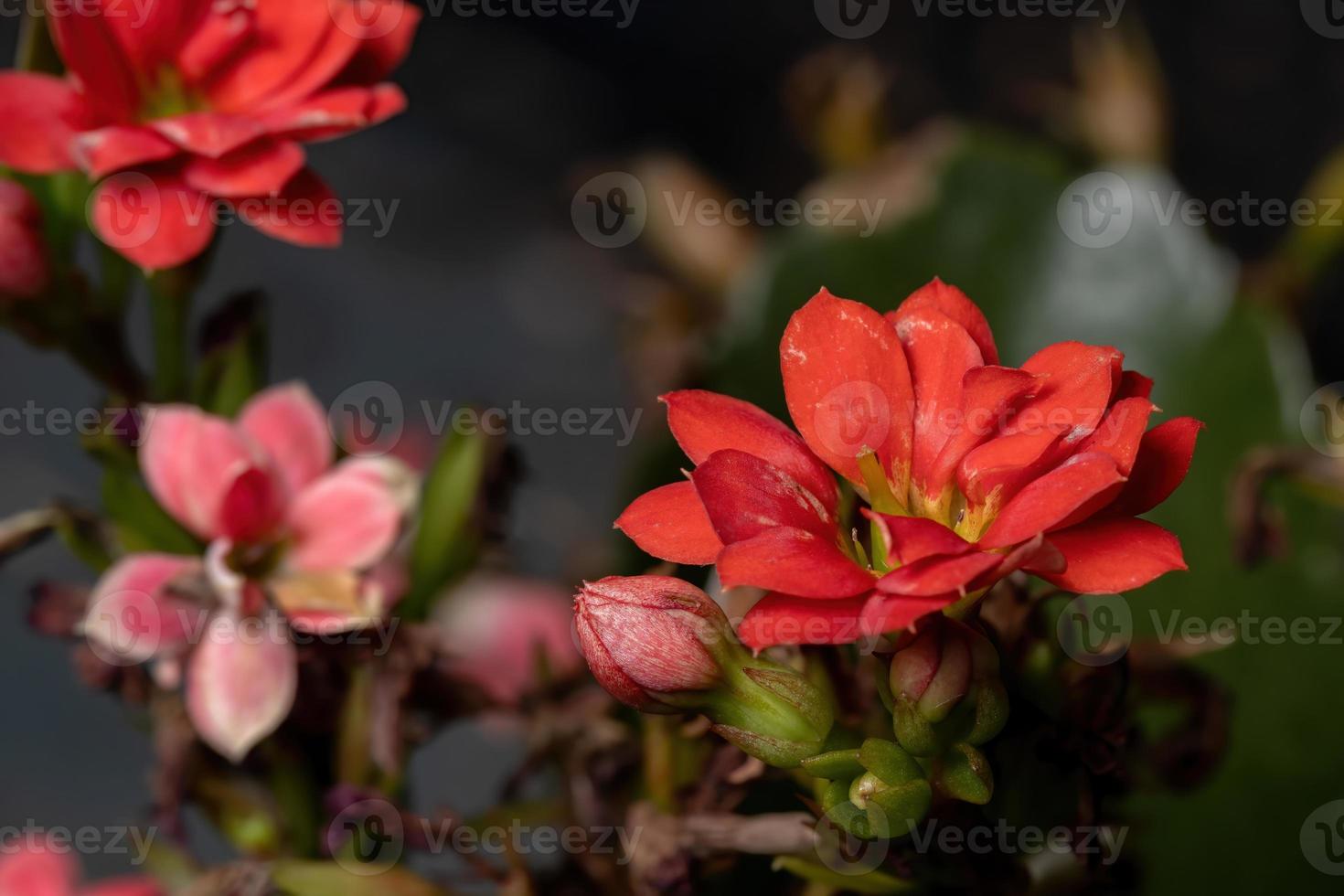 vlammende katy rode bloem foto