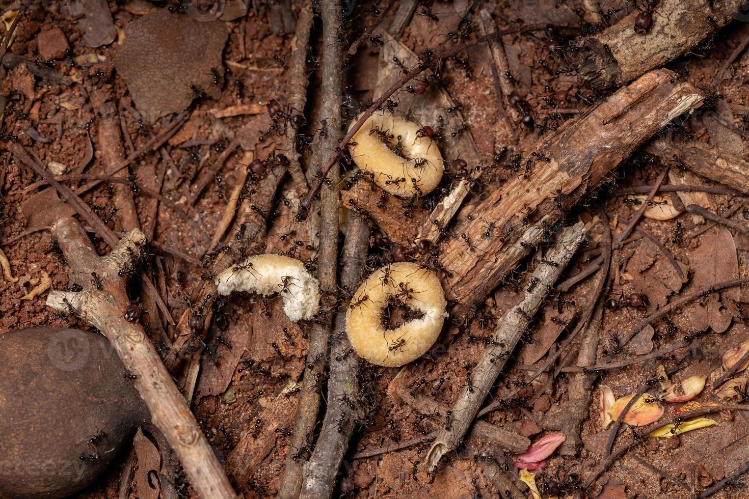 groothoofdige mieren die voedsel dragen foto