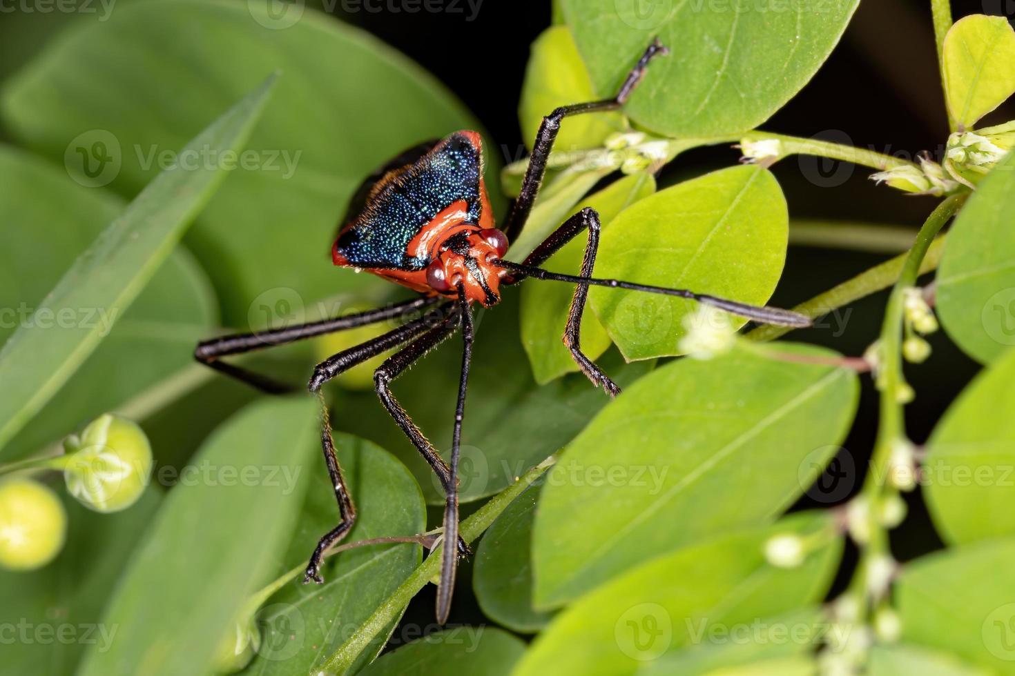 bladvoetwants foto