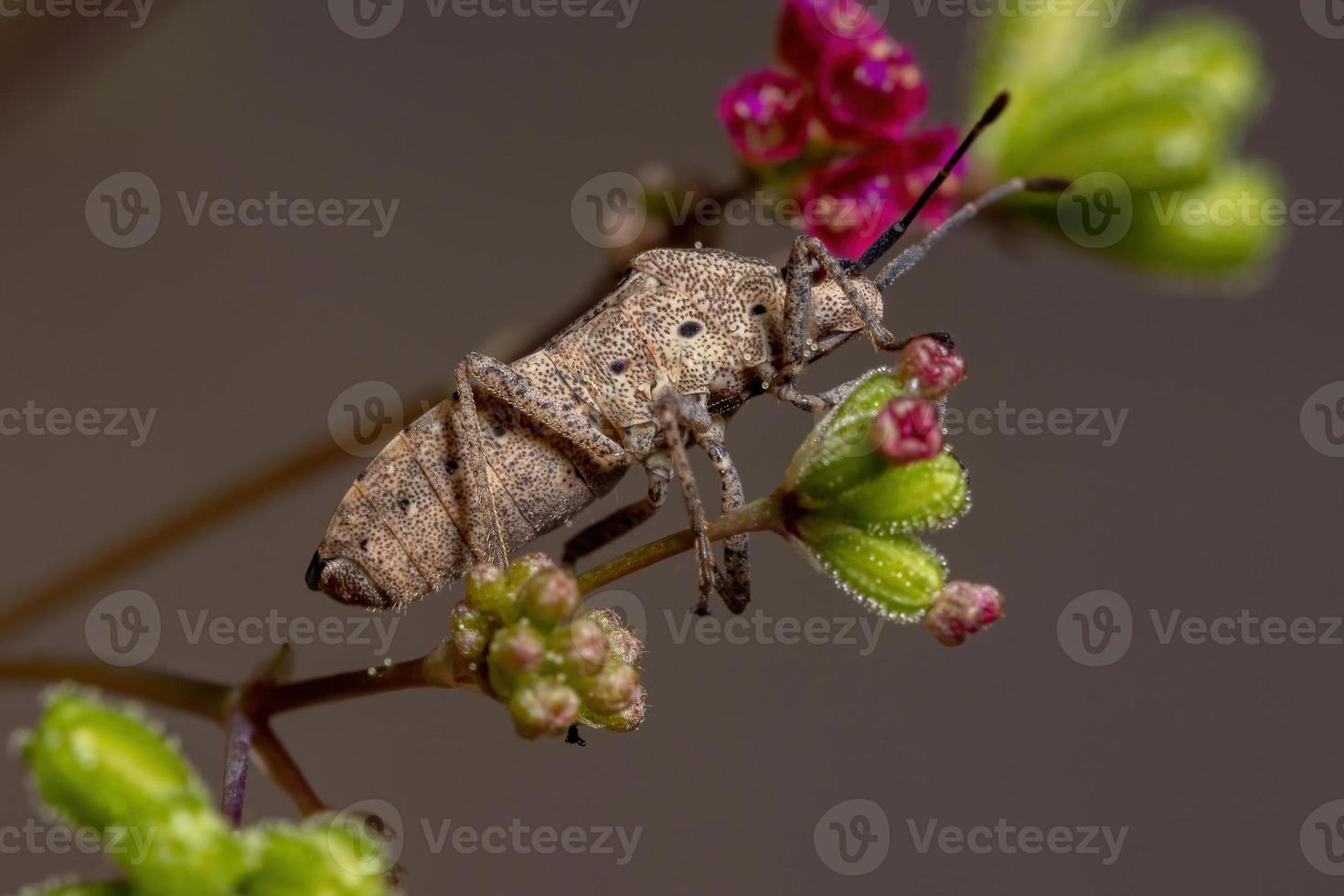 volwassen bladvoetwants foto