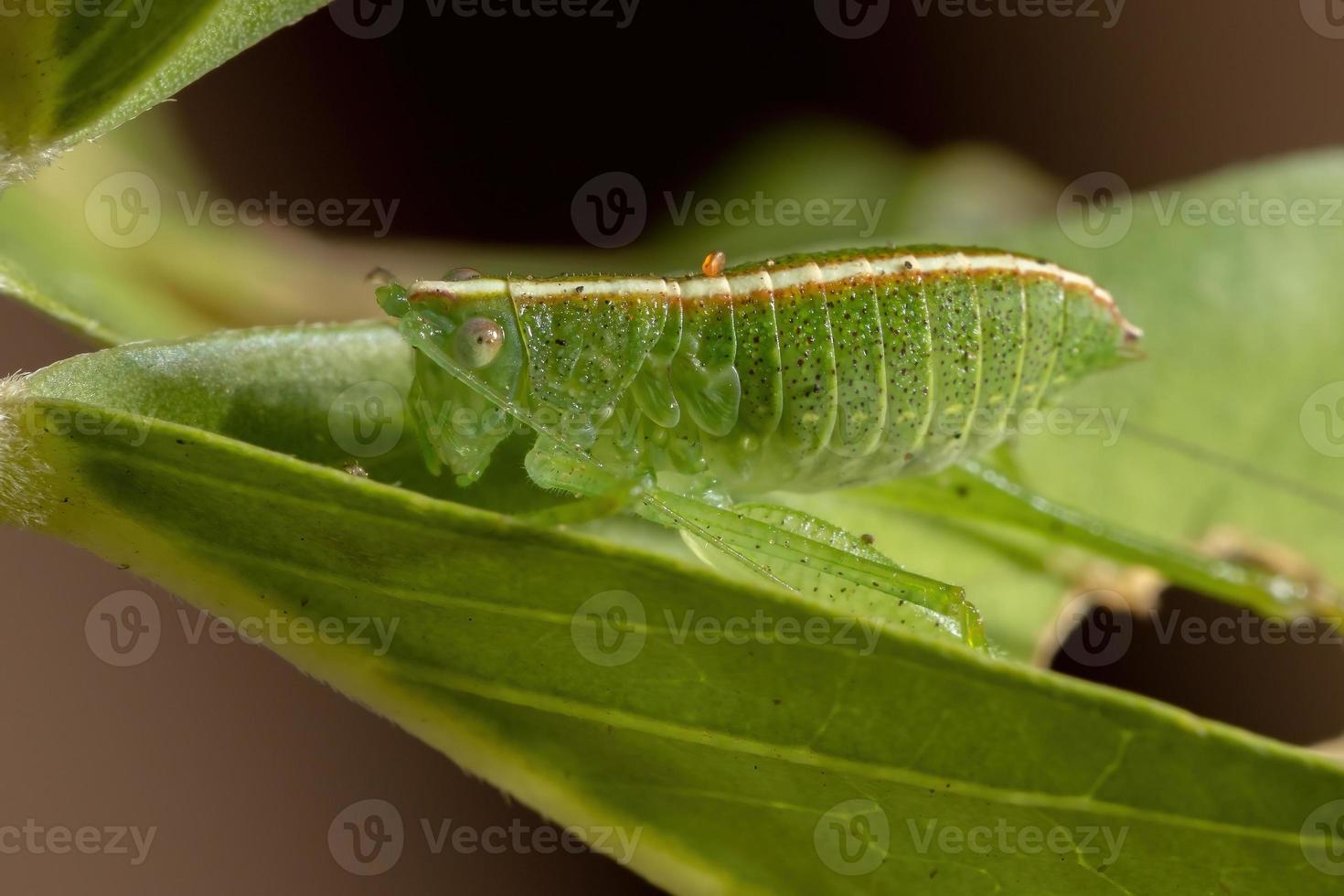 blad katydid nimf foto