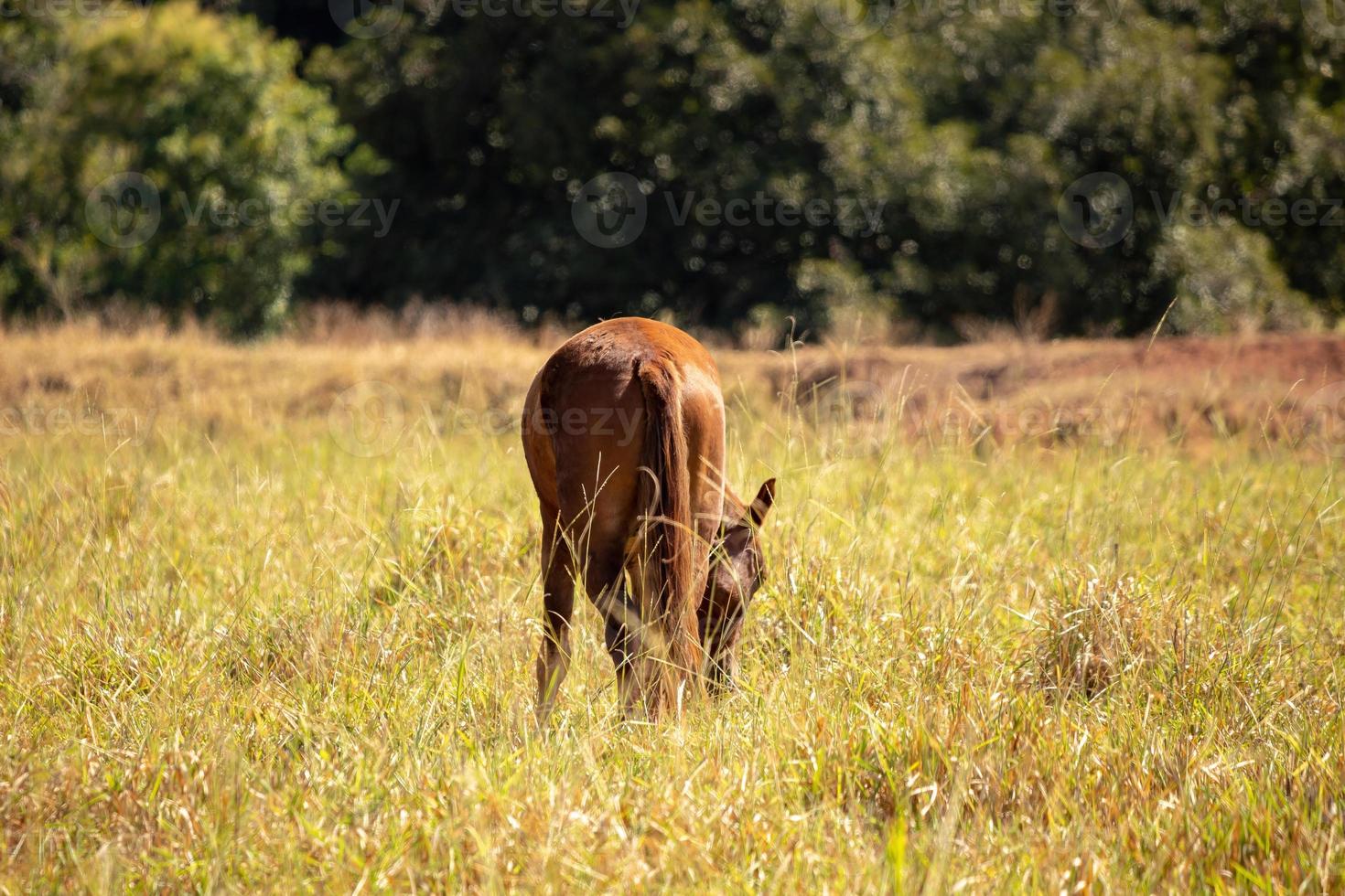 paard dat in een weiland rust foto