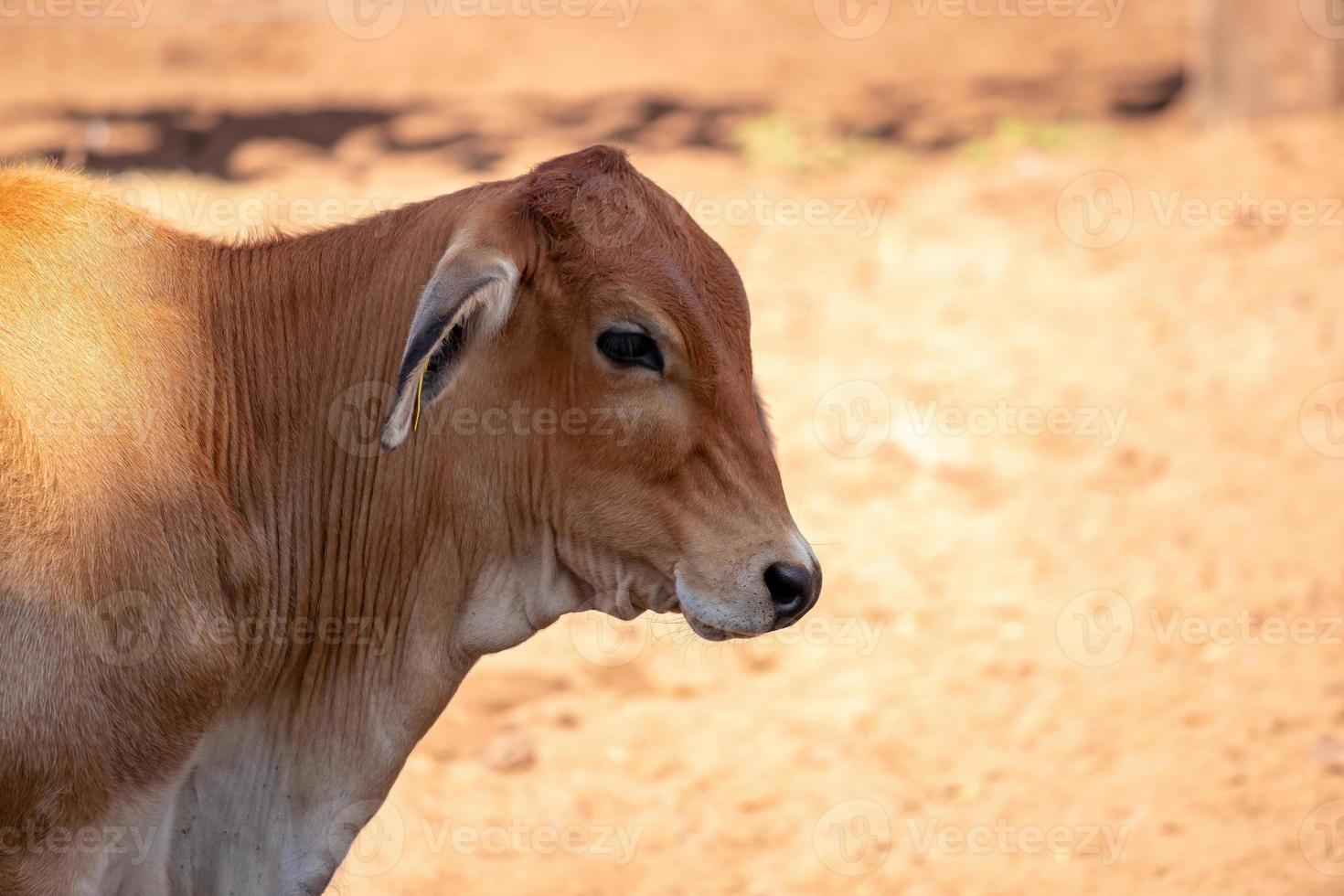 volwassen koe op een boerderij foto