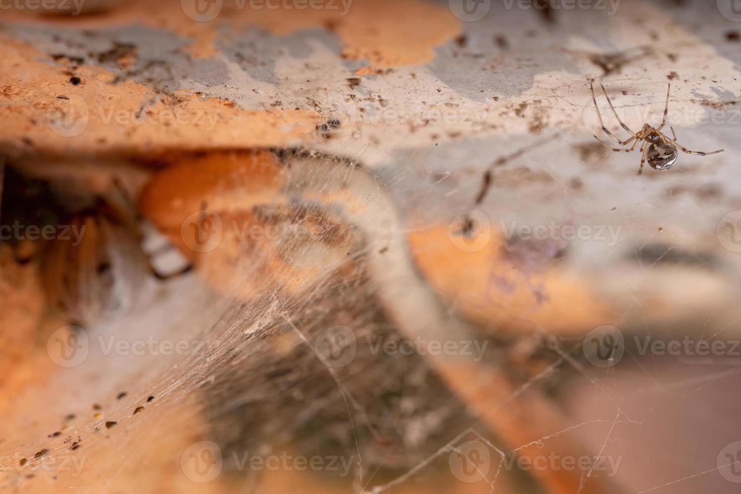 selectieve focus op een kleine bruine weduwe met een volwassen vrouwtje van dezelfde soort wazig aan de andere kant foto