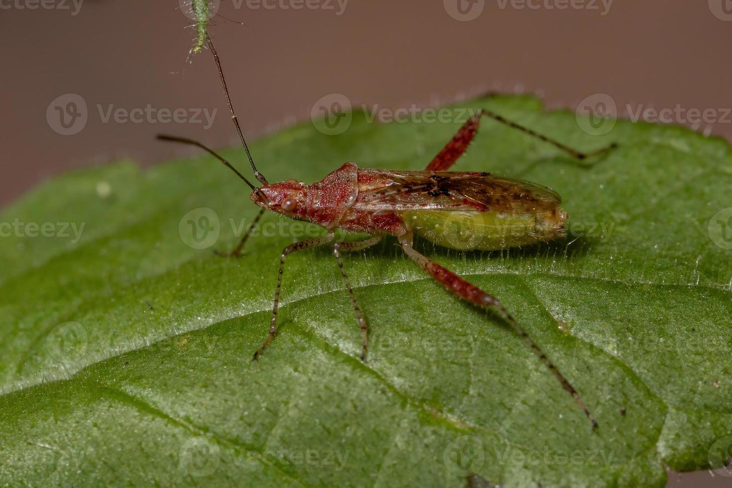 geurloze plantenwants foto