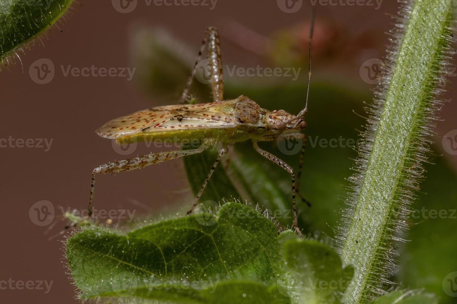 geurloze plantenwants foto