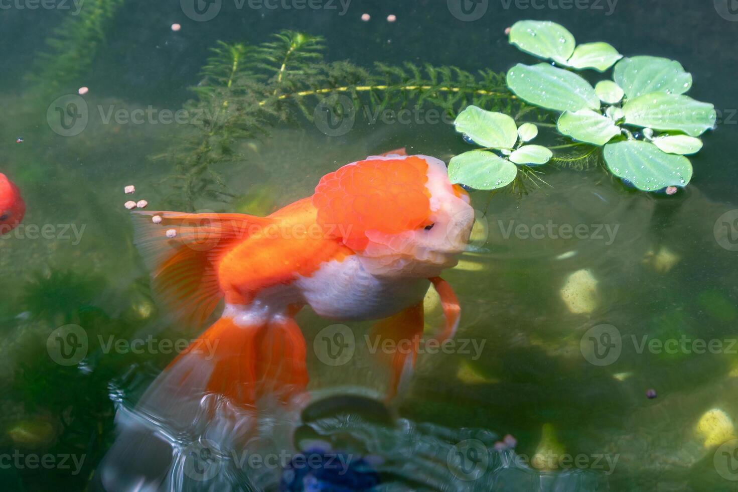 goudvis in aquarium vis vijver dichtbij omhoog foto