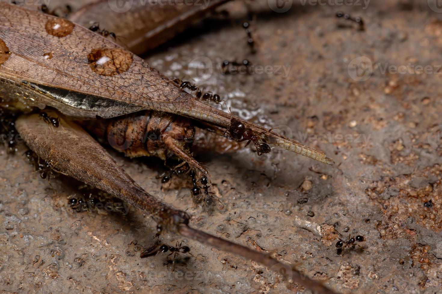 Afrikaanse groothoofdige mier azen op een echte krekel foto