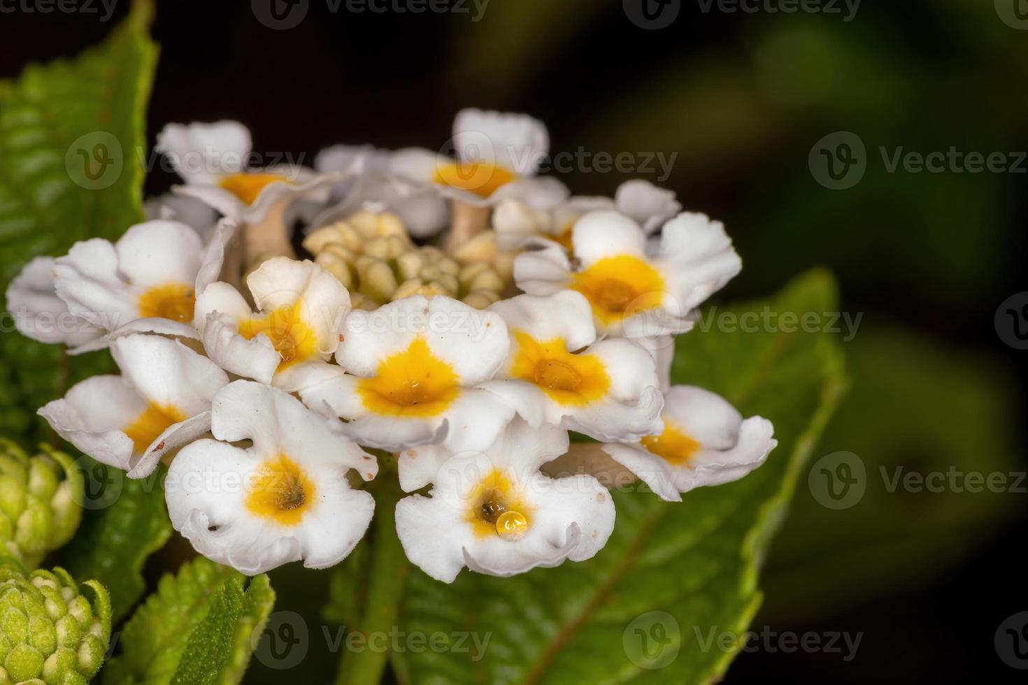 bloem van gewone lantana foto