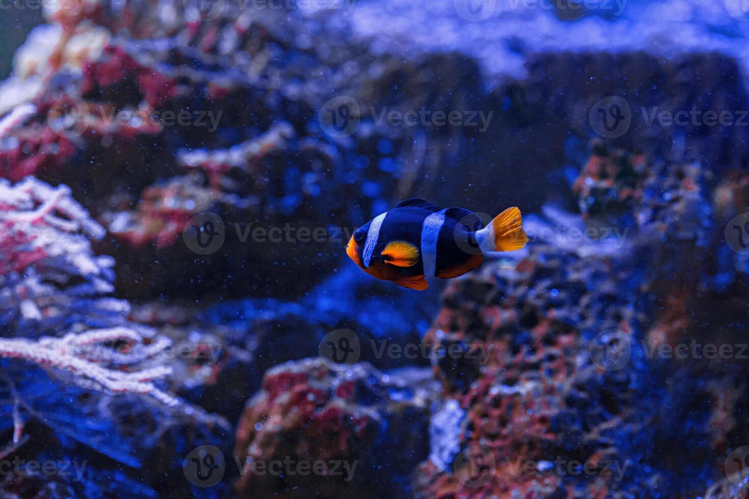 macro fotografie onderwater- amphiprion Clarki, yellowtail clown vis foto