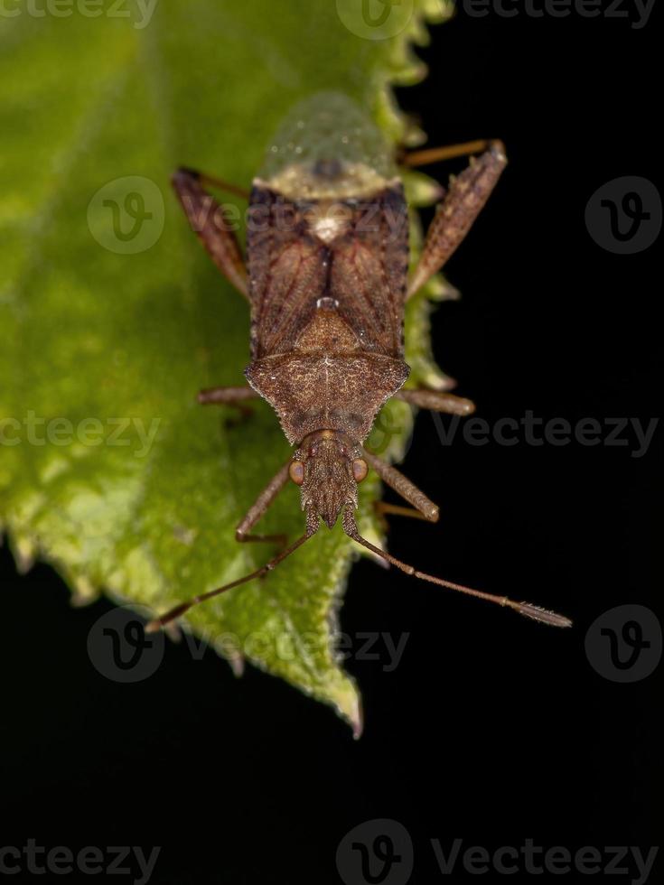 volwassen geurloze plantenwants foto