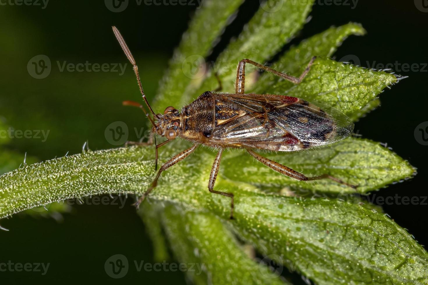 volwassen geurloze plantenwants foto