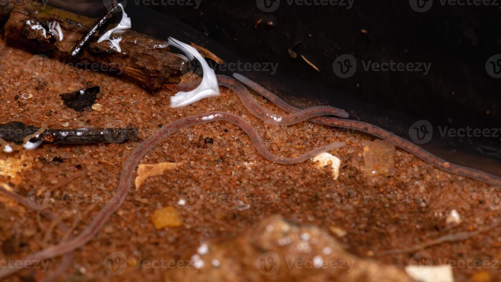 Braziliaanse volwassen regenwormen foto