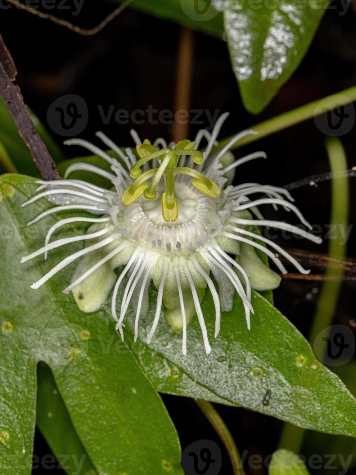 witte passiebloem foto