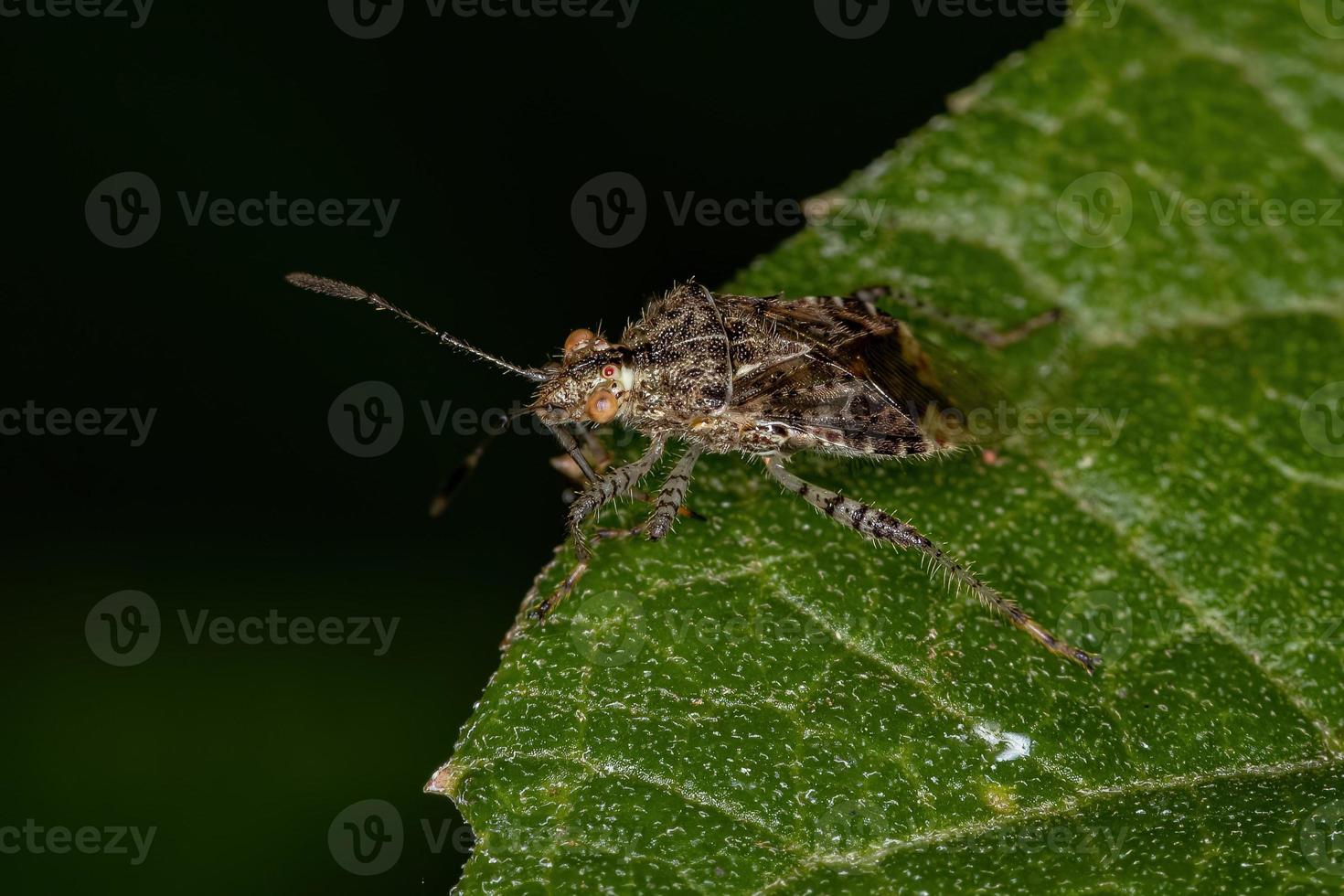 volwassen geurloze plantenwants foto