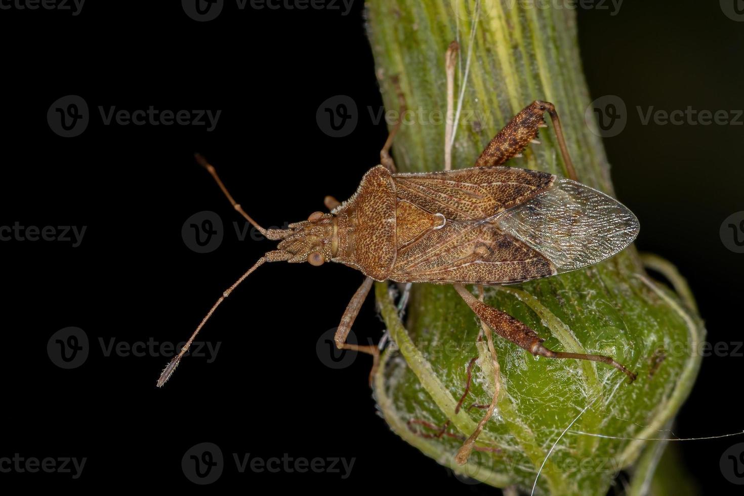 volwassen geurloze plantenwants foto