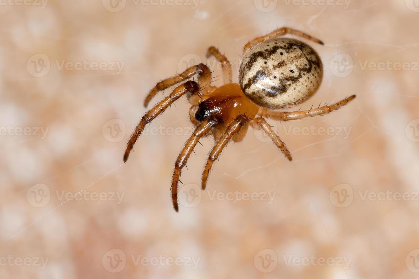 Braziliaanse klassieke orbweaver foto