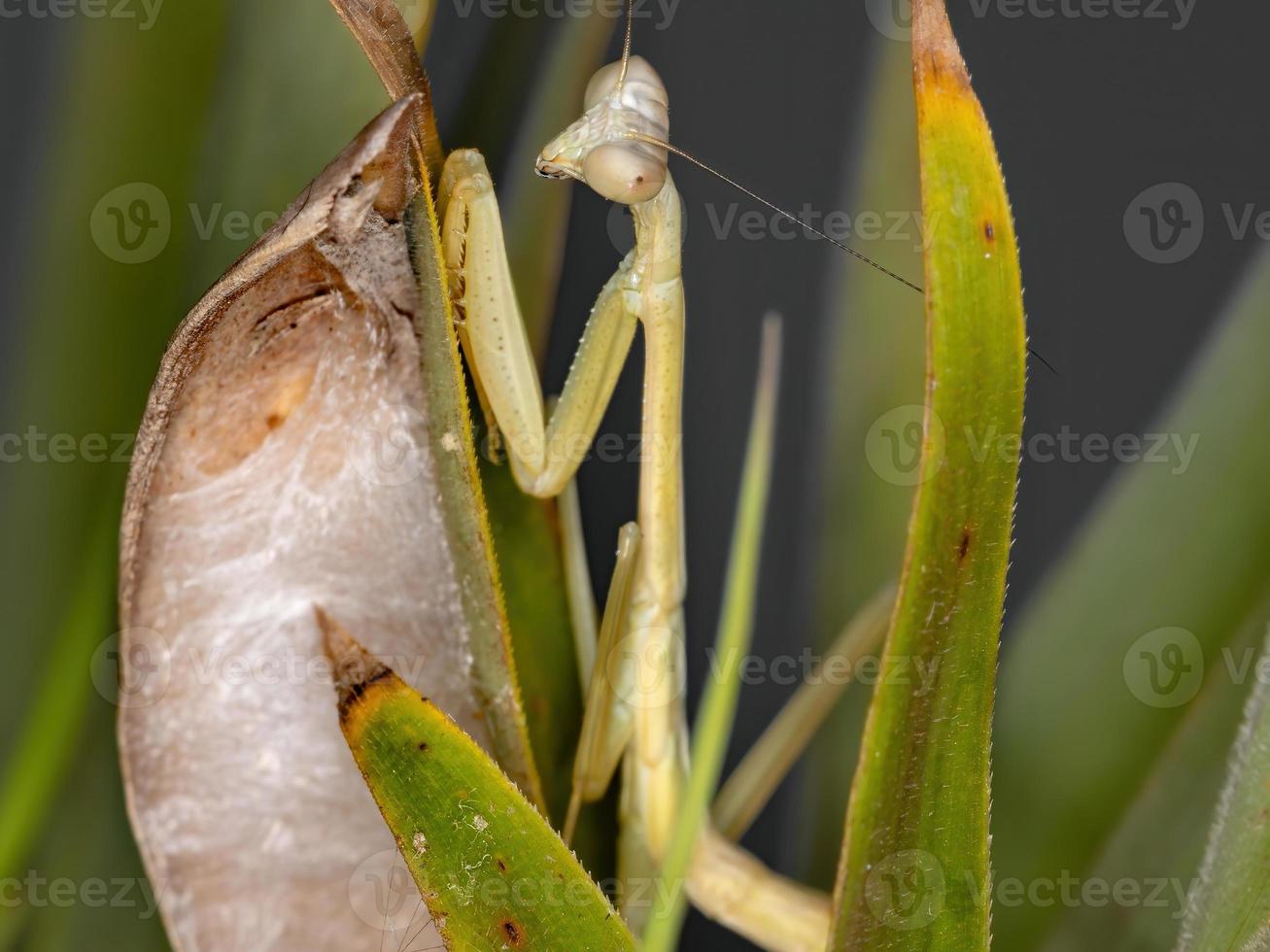 Braziliaanse groene mantid foto