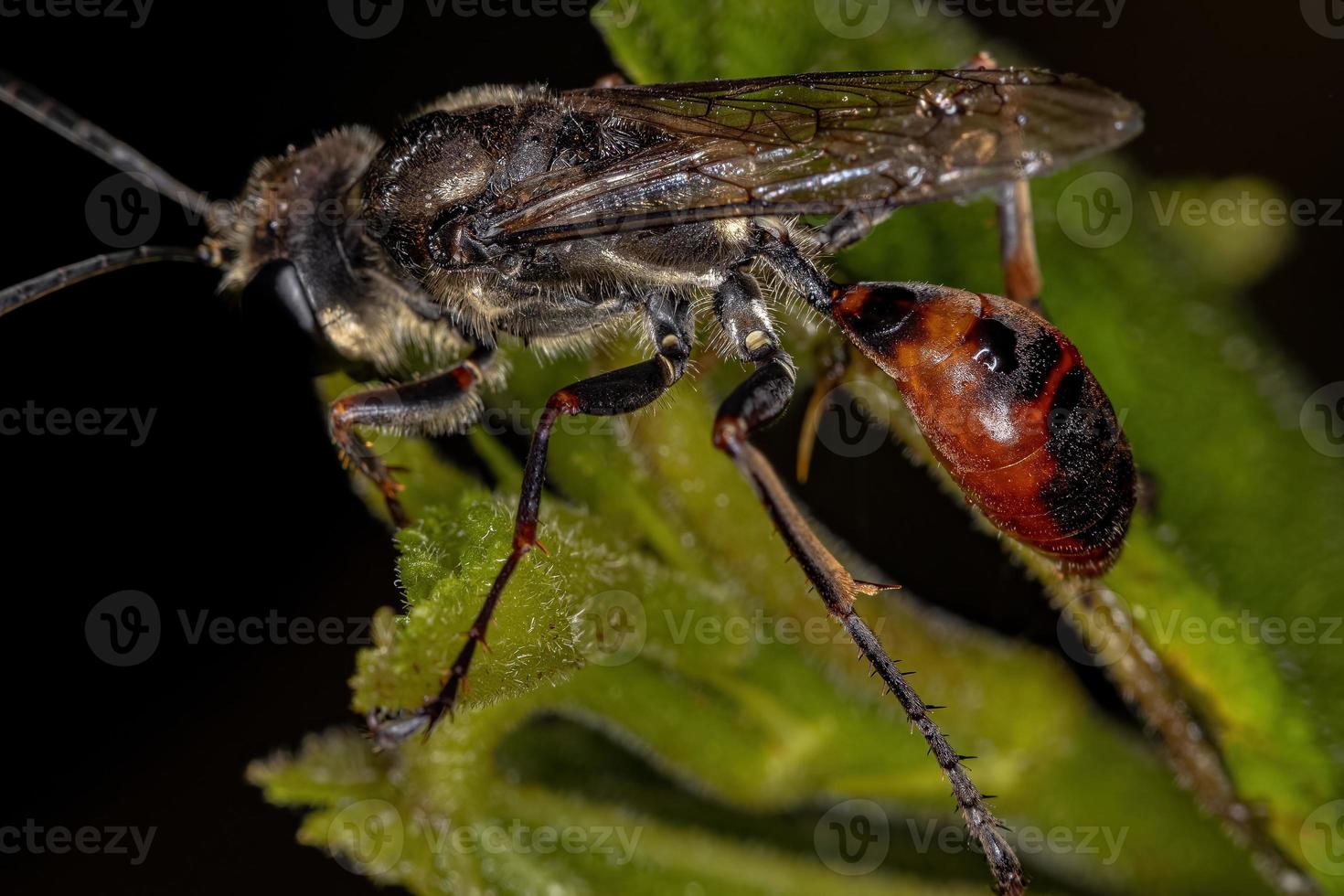 volwassen wesp met draadtaille foto