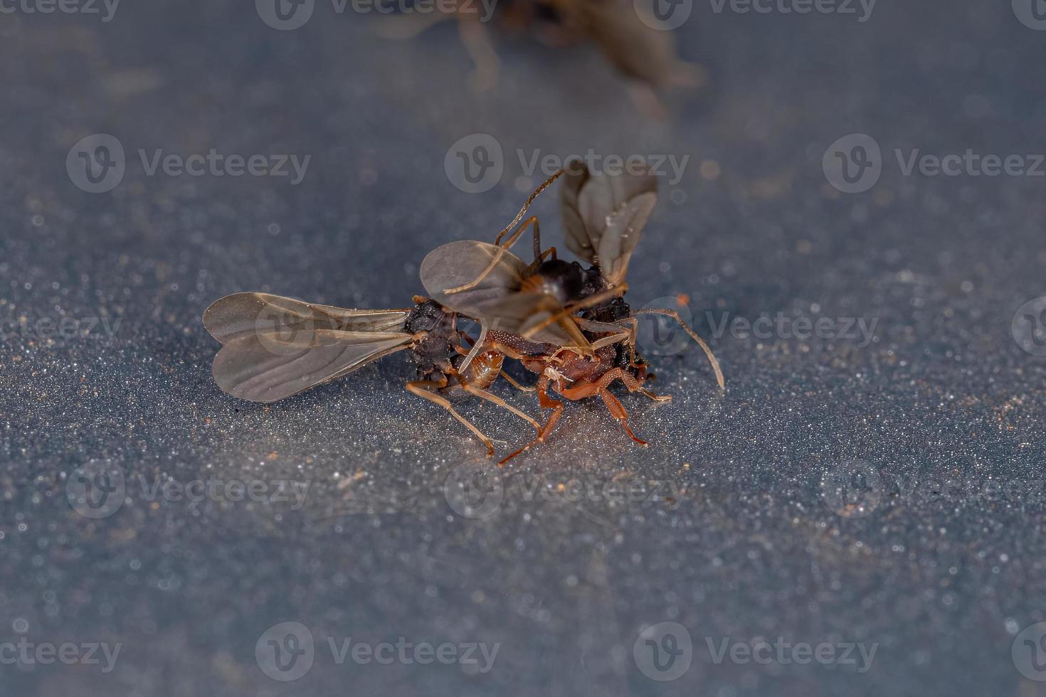 kleine volwassen schimmel-groeiende mieren foto