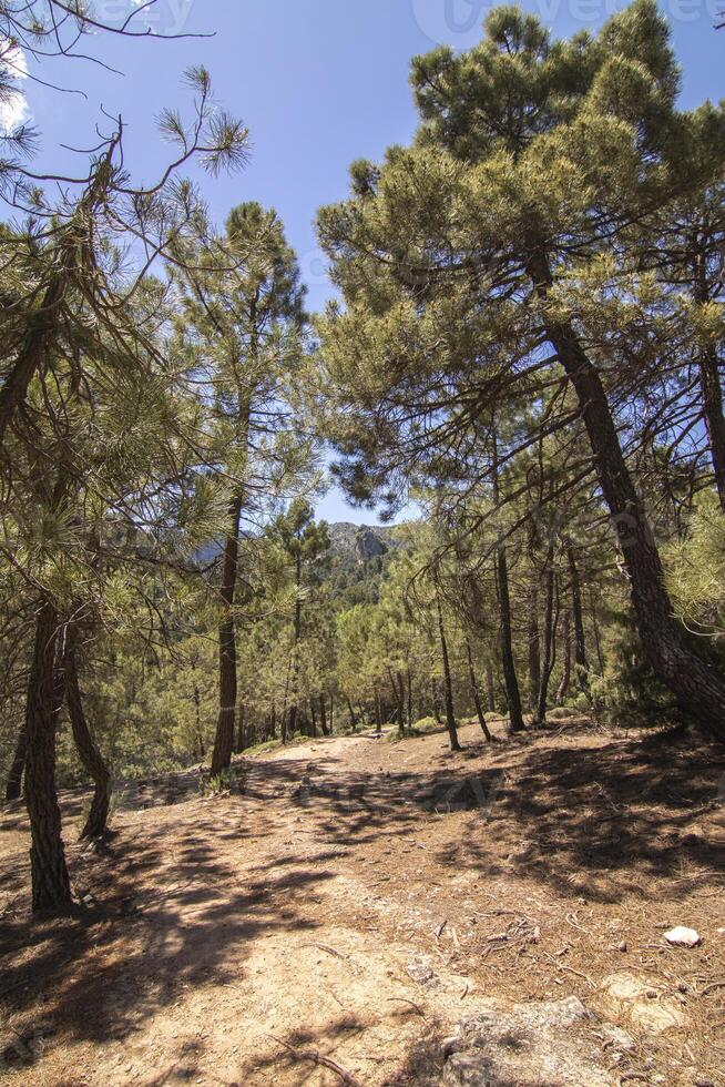 landschappen en trails van de mooi natuur van de Sierra de Cazola, Jaen, Spanje. natuur vakantie concept. foto