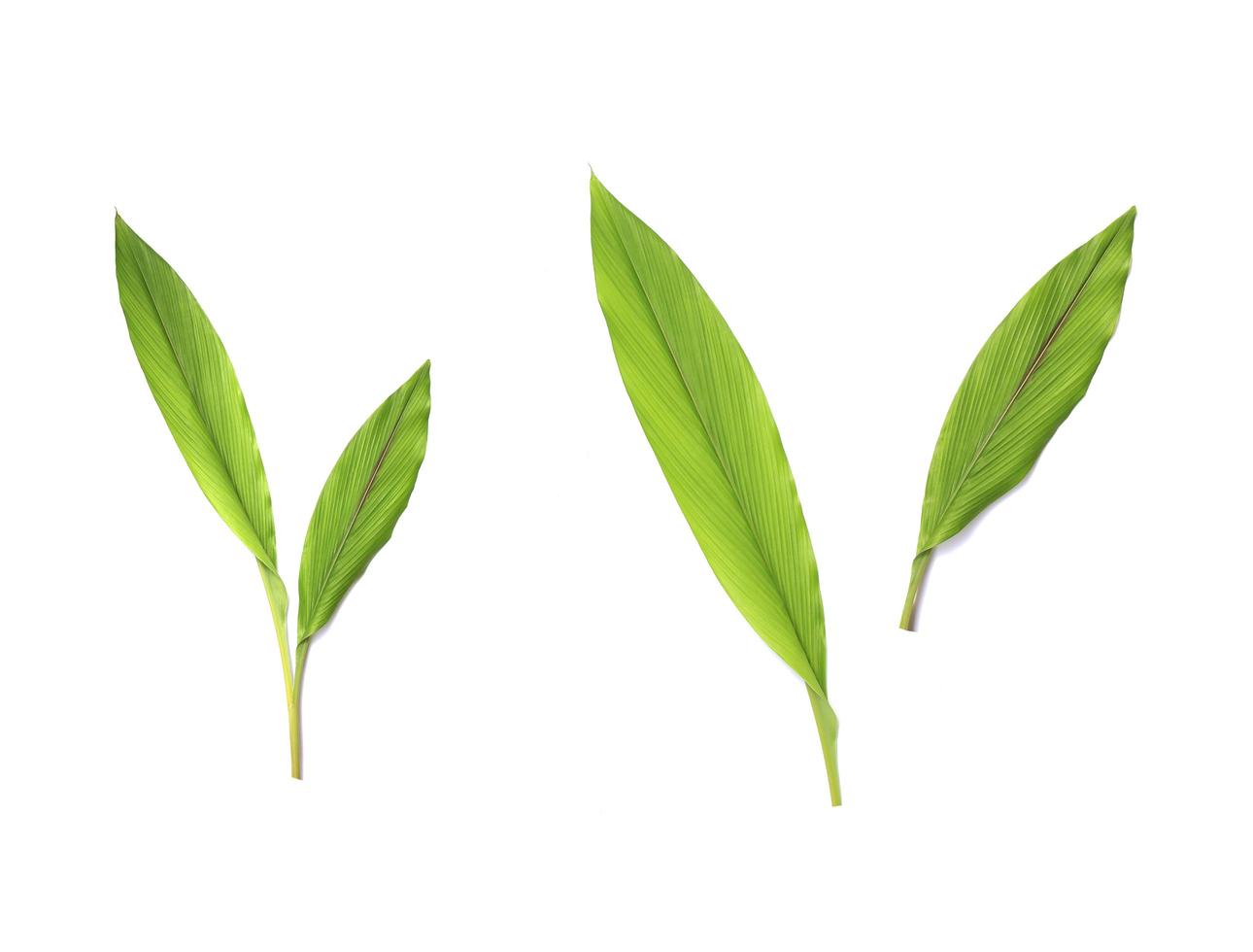 verse groene bladeren op witte achtergrond foto