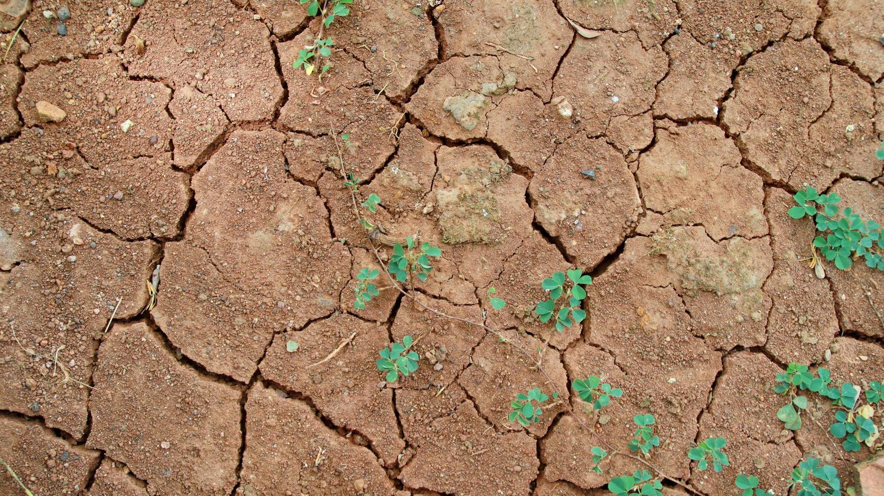 droogte, scheuren in de grond, gebrek aan vocht. met een beetje wiet foto