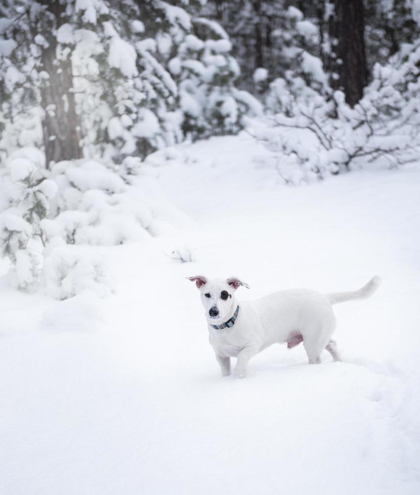 jack russell terrier op de natuur in de winter foto