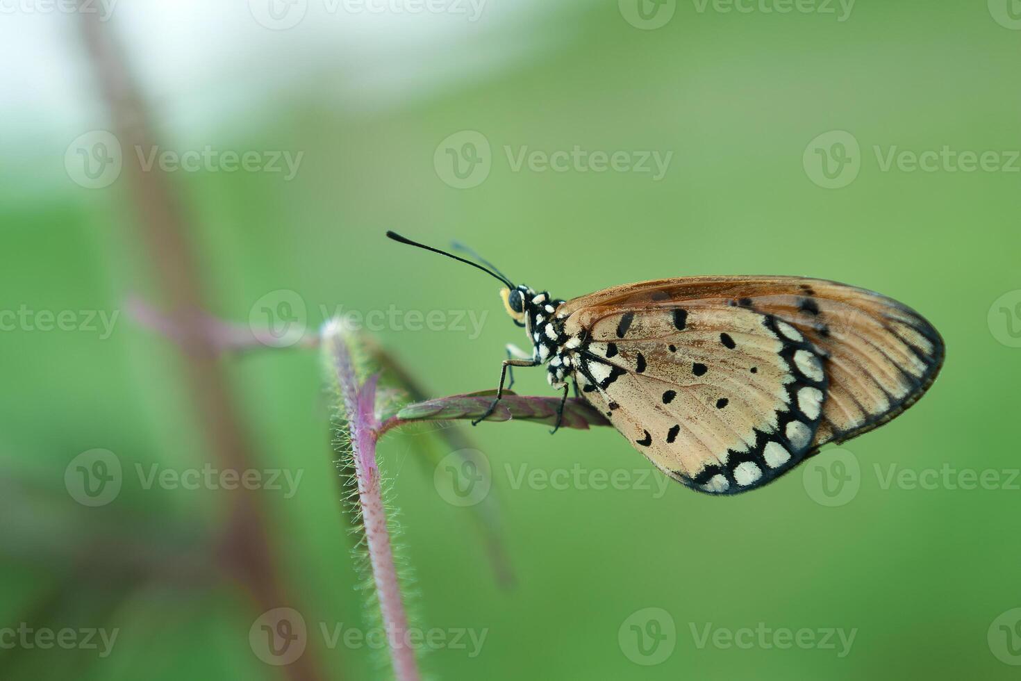 een oranje vlinder acraea terpsicore foto