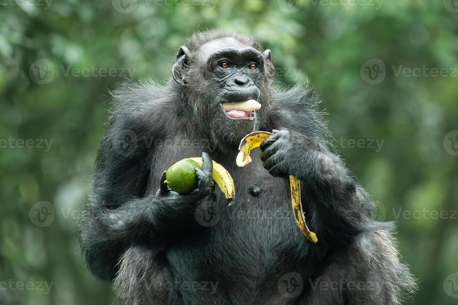 een chimpansee of pan holbewoners foto