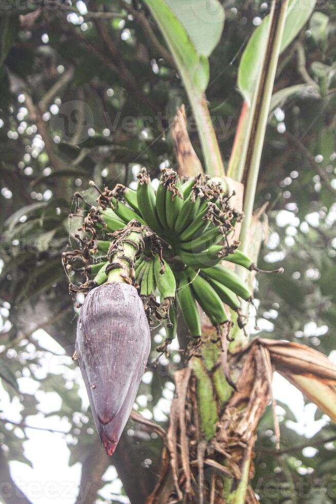 een mooi afbeelding van klein banaan en boom foto