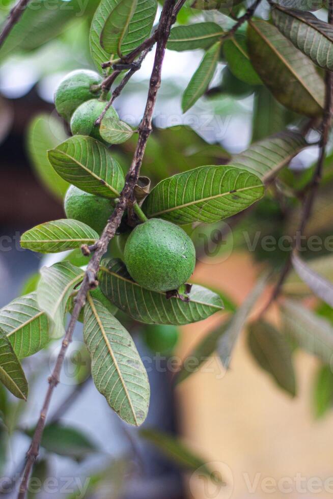 sommige mooi afbeeldingen van guava fruit en bladeren foto