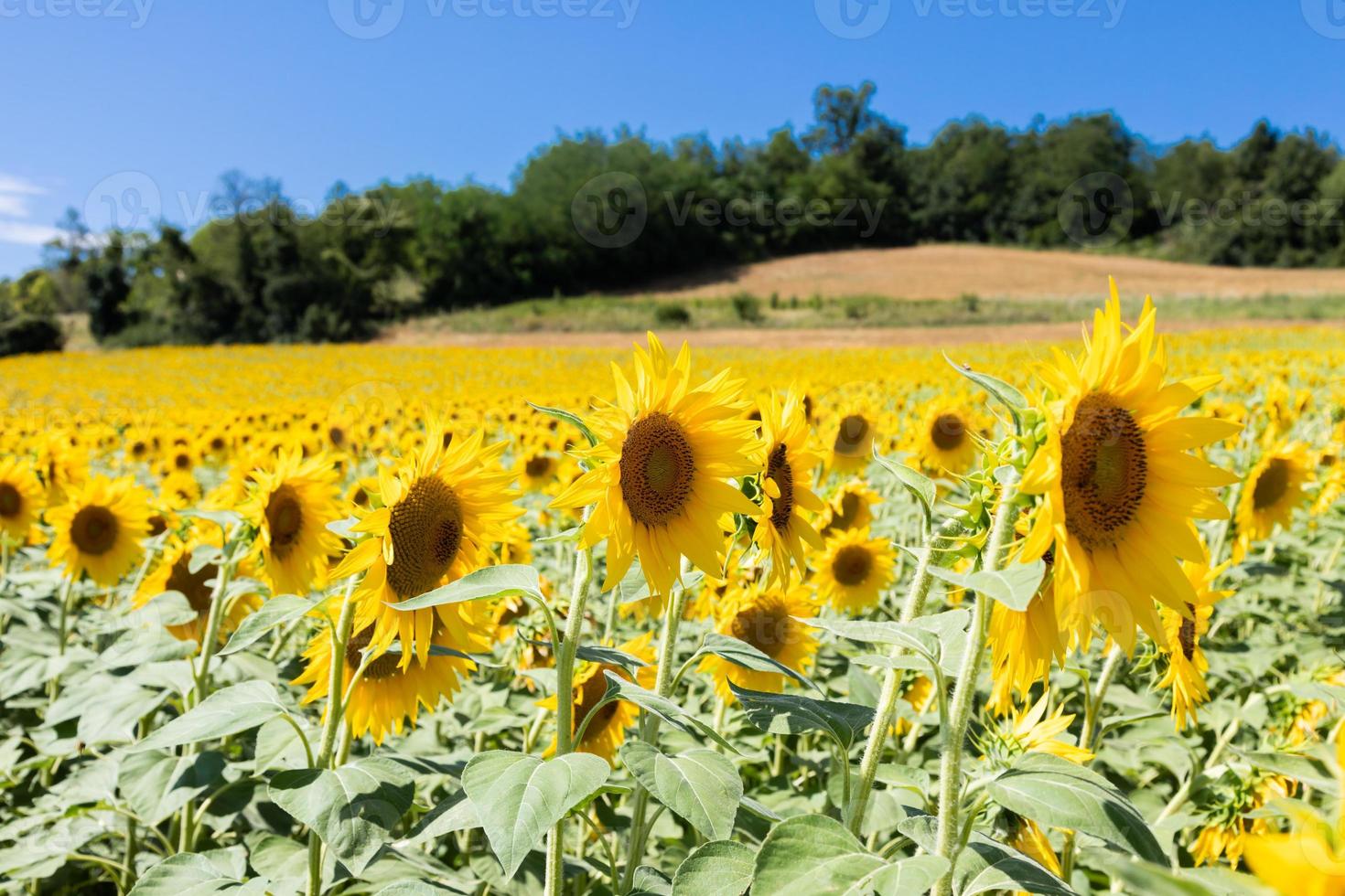 zonnebloemen veld in italië. schilderachtige platteland in Toscane met blauwe lucht. foto