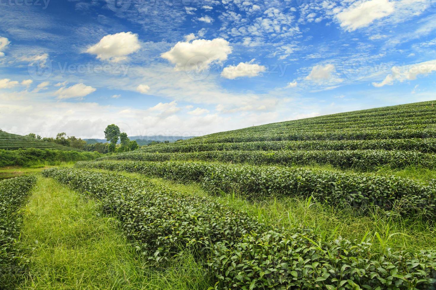 prachtig landschap van theeplantage bij zonsopgang foto