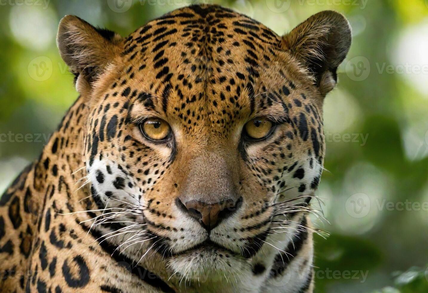 ai gegenereerd een majestueus jaguar in haar natuurlijk leefgebied foto