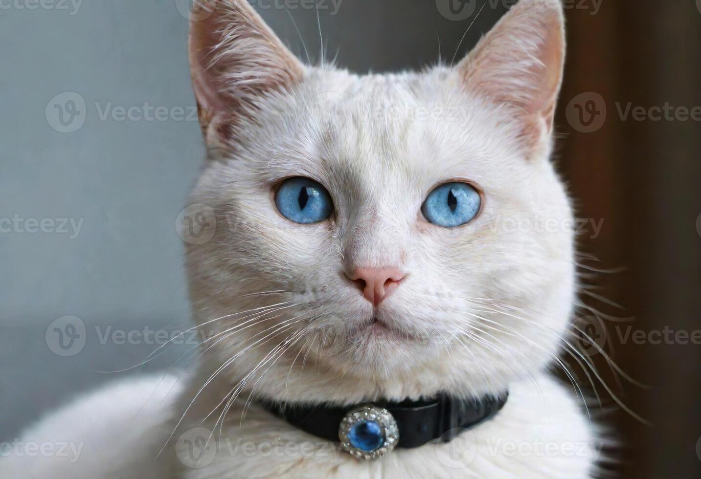 ai gegenereerd een schattig kat met blauw ogen vervelend een halsband foto