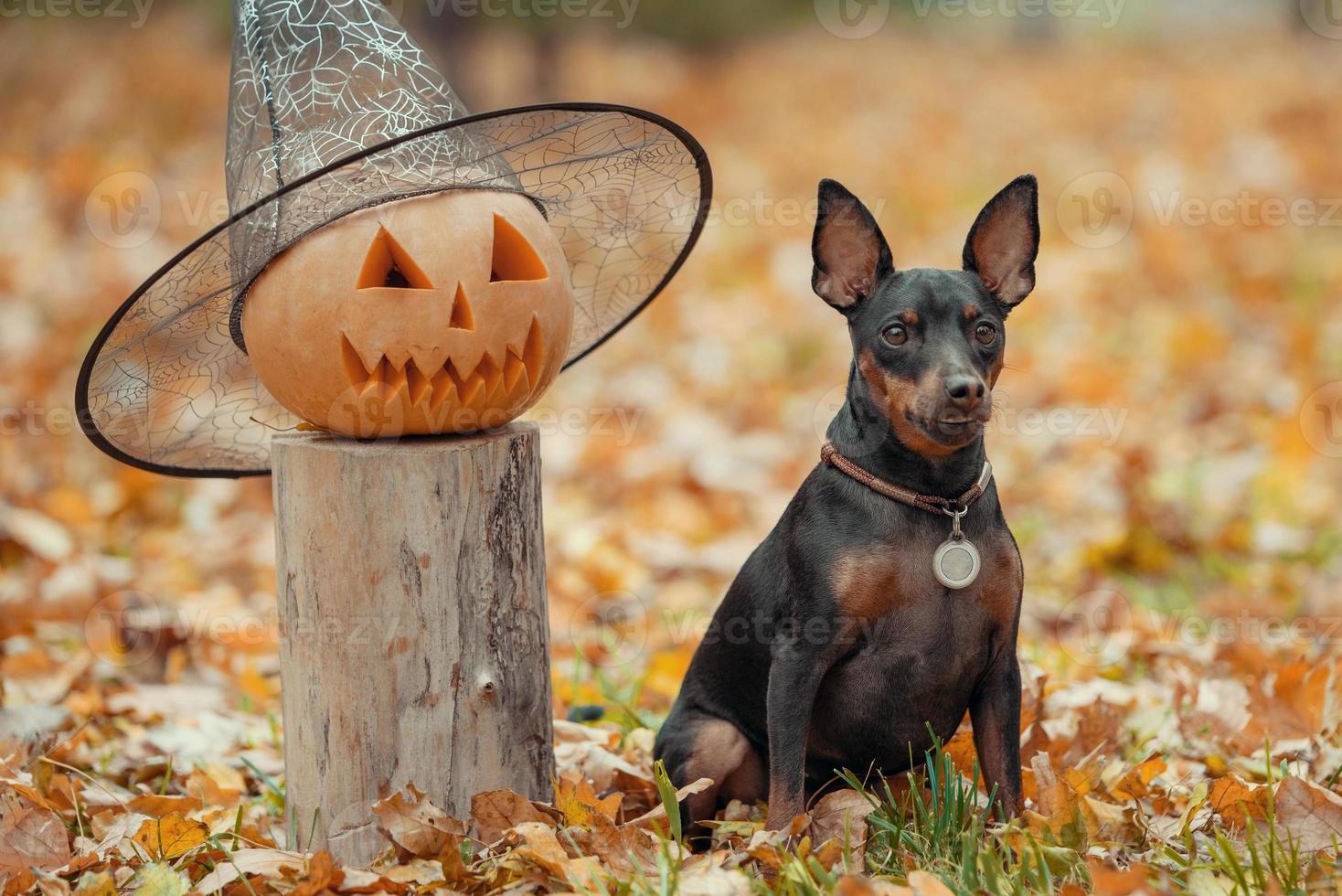 kleine pinscher hond in het park met pompoen hoofd halloween foto