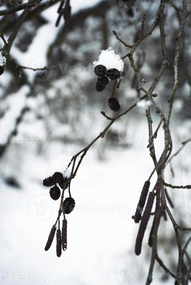 detail van een besneeuwde elzentak foto