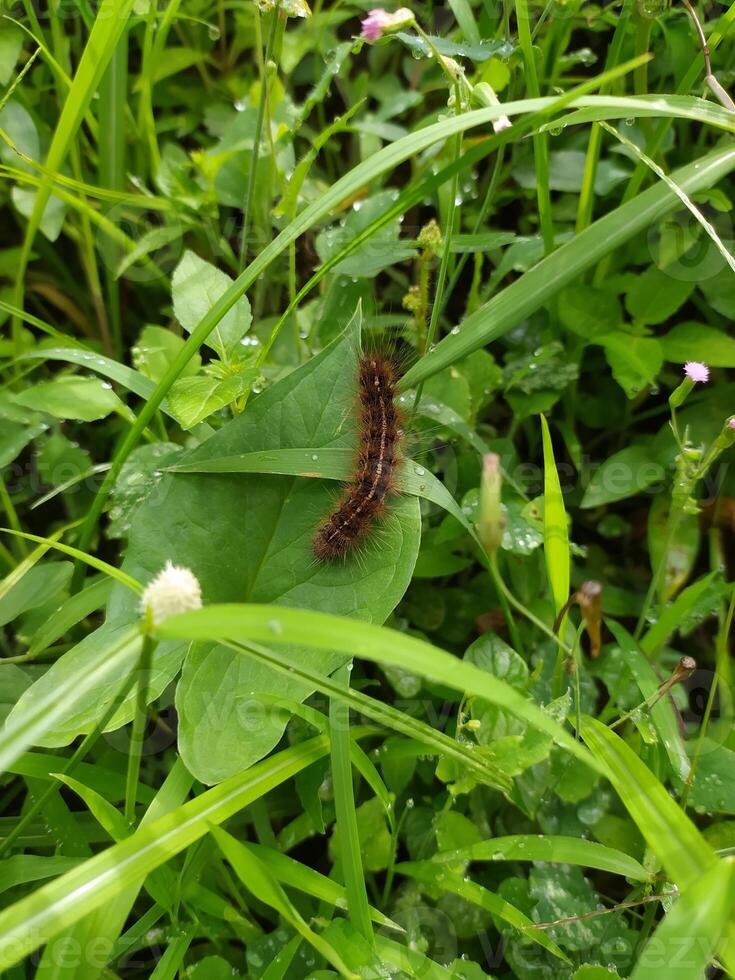 een rups- Aan een blad in de gras foto