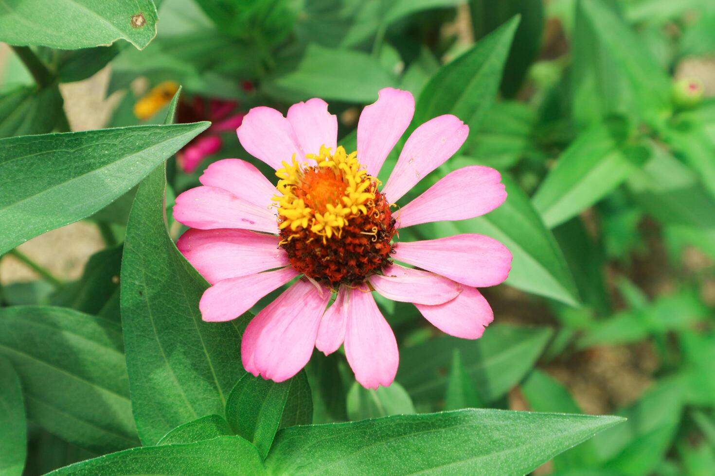 roze bloem van Peruaanse zinnia , wild zinnia fabriek of zinnia peruviaans, lid van de asteraceae familie foto