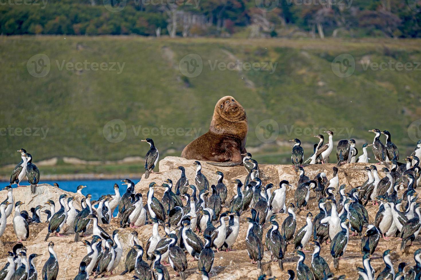 Grootharige Zuid-Amerikaanse zeeleeuw en roekenkolonie van koningsaalscholvers op de eilanden van het beaglekanaal in Patagonië, in de buurt van Ushuaia, Argentinië foto