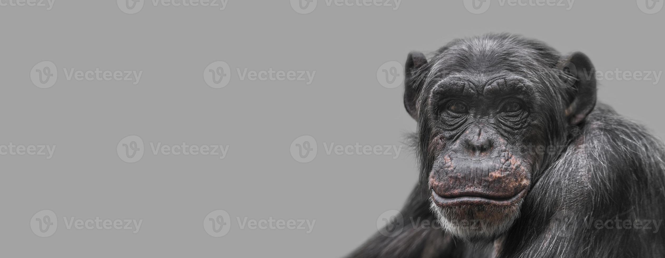 banner met een portret van gelukkig lachende chimpansee, close-up, details met kopie ruimte en effen achtergrond. concept biodiversiteit, dierenzorg en welzijn en natuurbehoud. foto