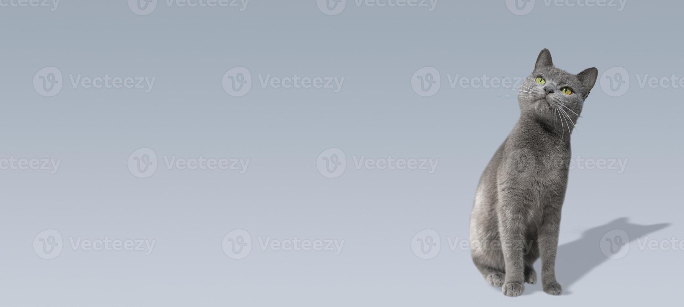 banner met portret van een schattige huiskat, grijs Russisch blauw rasvrouwtje met groenachtige ogen die omhoog kijken en dromen, met schaduw, close-up, bij blauwgrijze gradiëntachtergrond met exemplaarruimte. foto