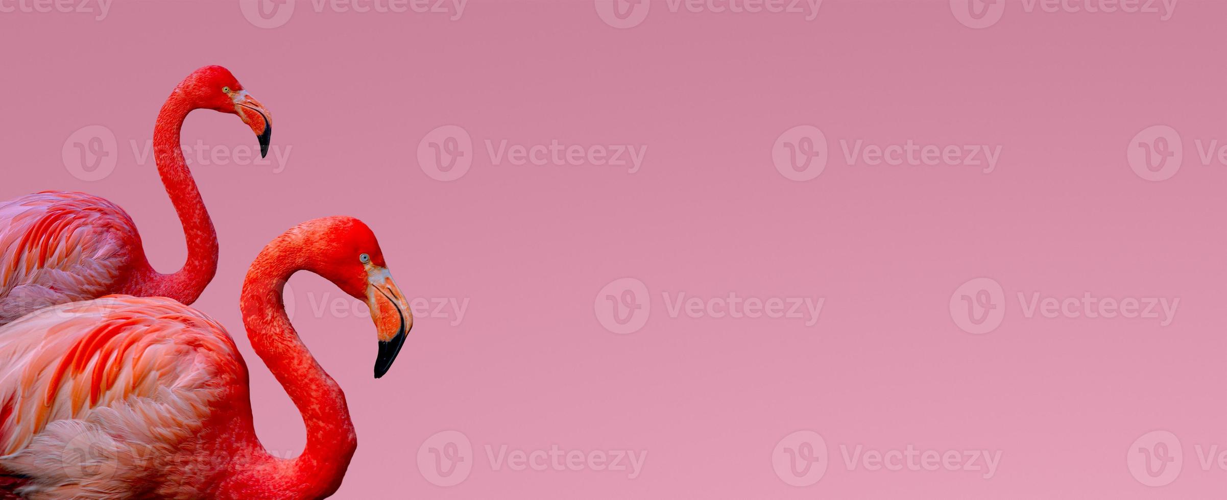 banner met twee prachtige rode flamingo's geïsoleerd op een gladde lichtroze of roze achtergrond met kopie ruimte voor tekst, close-up, details. liefde, zorg, dating en glamour concept. foto