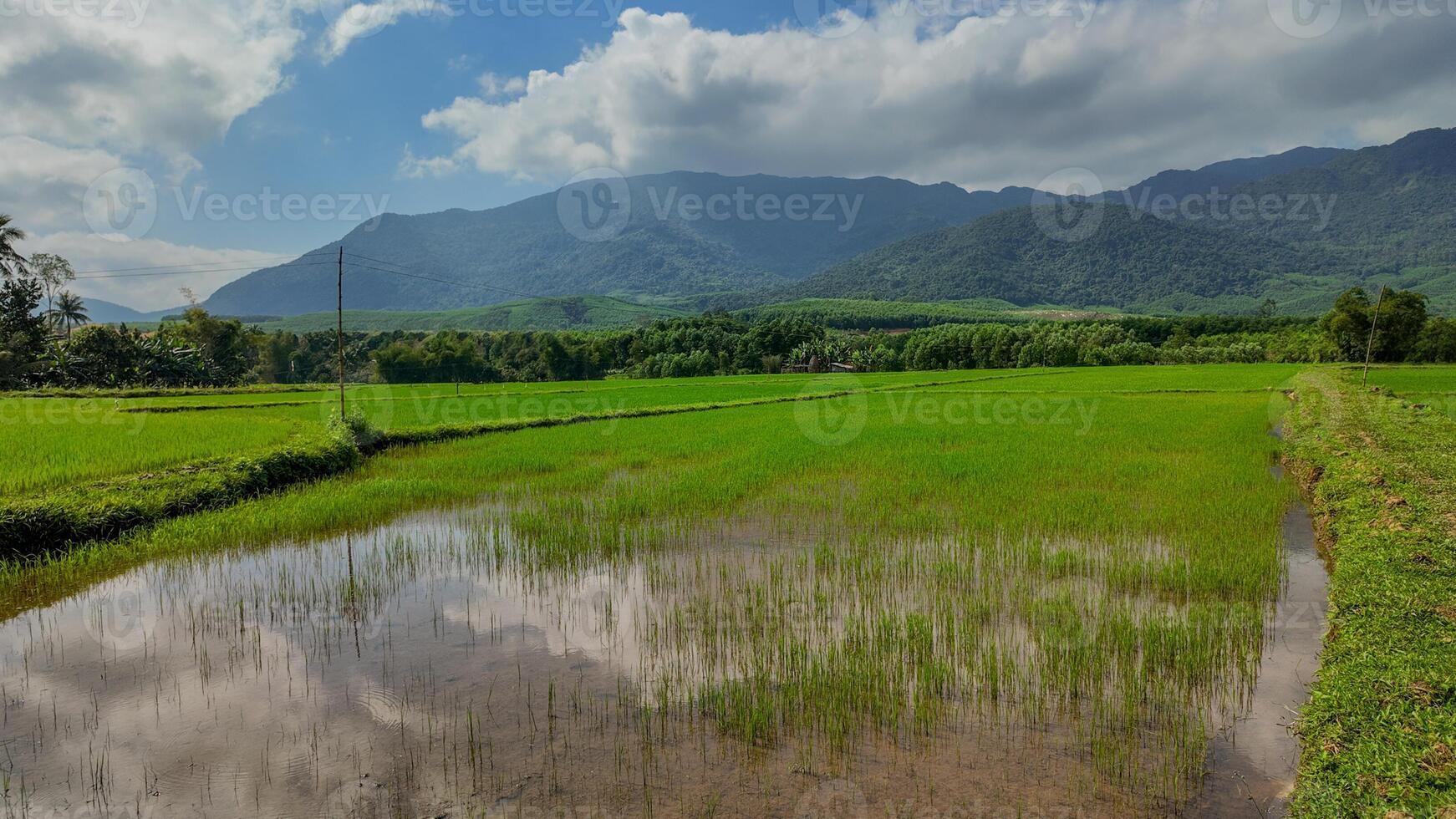 sereen groen rijst- terrassen landelijk idylle foto